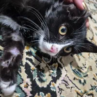 سرپرست مهربون واسه گربه ی خوشگل‌|گربه|کرج, کوی مهر|دیوار