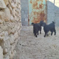 ۵ راس بز داشتی جوان و سنگین ( معاوضه با گاو)|حیوانات مزرعه|دهدشت, |دیوار