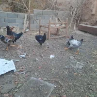 مرغ جوان|حیوانات مزرعه|کاشمر, |دیوار