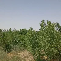 1000 متر باغ در فریمان|فروش دفتر صنعتی، کشاورزی، تجاری|فریمان, |دیوار