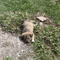 واگذاری سگ برای باغ و خانه ویلایی