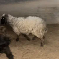 بره و کهره چاق|حیوانات مزرعه|مرودشت, تخت جمشید|دیوار