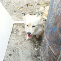 سگ خونگی|سگ|زابل, |دیوار