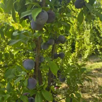 باغ یاسوج کوخدان|فروش زمین و ملک کلنگی|سی‌سخت, |دیوار