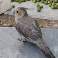 گمشده