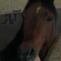 باشگاه سوارکاری/اسب