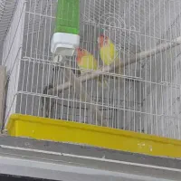 طوطی برزیلی