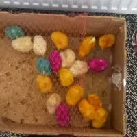 جوجه رنگی|حیوانات مزرعه|محمدیه-قزوین, |دیوار