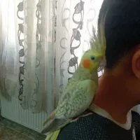 عروس هلندی ماده|پرنده|قرچک, پویینک|دیوار