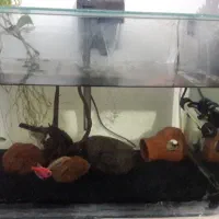 اکواریوم شیشه خم|ماهی|سنندج, |دیوار