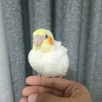 جوجه عروس هلندی سرلاکی و دونخور|پرنده|دوگنبدان, |دیوار