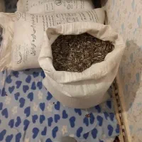 تخمه افتاب گردون سنقری امسال  کشت اول بودجاری شده|خوردنی و آشامیدنی|نهاوند, |دیوار