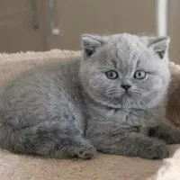 گربه های فنجونی|گربه|تهران, بهاران|دیوار