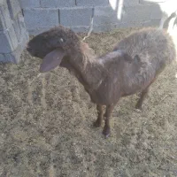 میش بزدم|حیوانات مزرعه|بیرجند, |دیوار