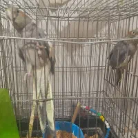 عروس هلندی نر و ماده رام