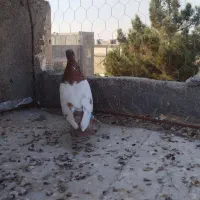 سینه سرخ نر|پرنده|بجنورد, |دیوار