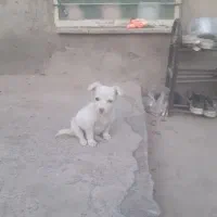 سگ پا کوتاه|سگ|نیشابور, مازول|دیوار