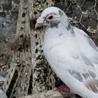 کبوتر کله اسبی شهرستانی|پرنده|تهران, فلاح|دیوار