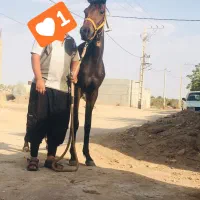 کره اسب|اسب و تجهیزات اسب‌سواری|بافق, |دیوار