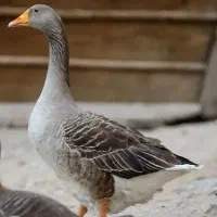 غاز نراوکراینی