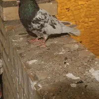 کله ایی|پرنده|مسجد سلیمان, |دیوار