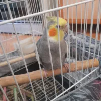 عروس هلندی باقفس کاملا دستی وسخن گوحرف میزنه|پرنده|پاکدشت, پاکدشت (مامازند)|دیوار