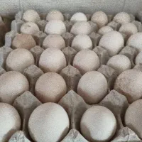 تخم مرغ گلین و محلی نطفه دار
