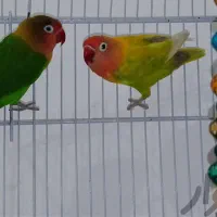 کارواش معاوضه با پرنده کوتوله عروس و..|پرنده|شیراز, کوی زهرا|دیوار