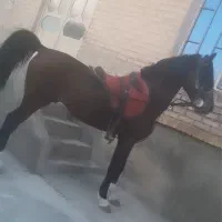 اسب 6ساله|اسب و تجهیزات اسبسواری|سلماس, |دیوار