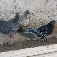 سرودمسفید|پرنده|شیراز, سعدیه شمالی|دیوار