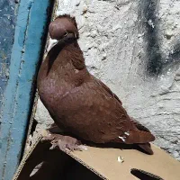 فیلی دی فیلی