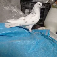 کبوتر پرشی|پرنده|مشگین شهر, |دیوار