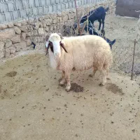 شک ورن سنجابی