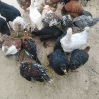 فروش 50 عدد مرغ و خروس و باری محلی|حیوانات مزرعه|کامفیروز, |دیوار