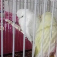 مرغ عشق|پرنده|نیشابور, فردوس شمالی|دیوار