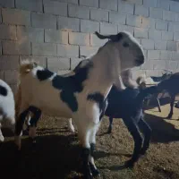 نر بز پاکستانی اصل