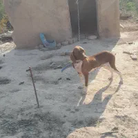 سگ شکاری دونبلانی حرفی|سگ|مینودشت, |دیوار