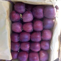 خریدار سیب درختی