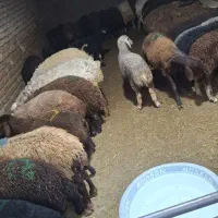فروش گوسفند درشهرقدس