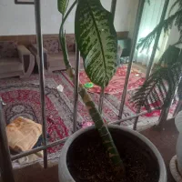 گل مطبق|گل و گیاه طبیعی|شیراز, فرگاز|دیوار