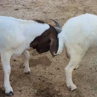 سلام ودرود برشما همراهان همیشگی|حیوانات مزرعه|بندر کنگان, |دیوار