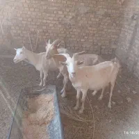 تعدادی بز وکره ویک عدد چپش الپایین|حیوانات مزرعه|میبد, |دیوار