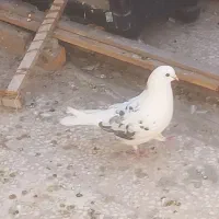 کفتر پا سوخته چشم تا به تا از کاشان