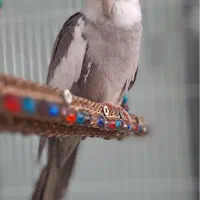 یک جفت عروس هلندی نر و‌ماده