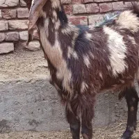 بزغاله ماده ابستن همراه دوتاوبره نر|حیوانات مزرعه|کاشان, مشکات|دیوار