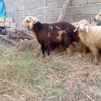 بره نر ماده