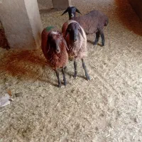 بره