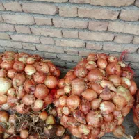 فروشی پیاز تازه