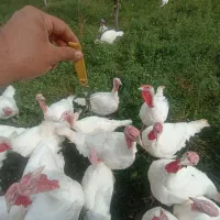 بوقلمون نژاد بیوتی انگلیسی