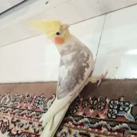 عروس هلندی جفت مولد سرحال و دستی|پرنده|ری, علایین|دیوار